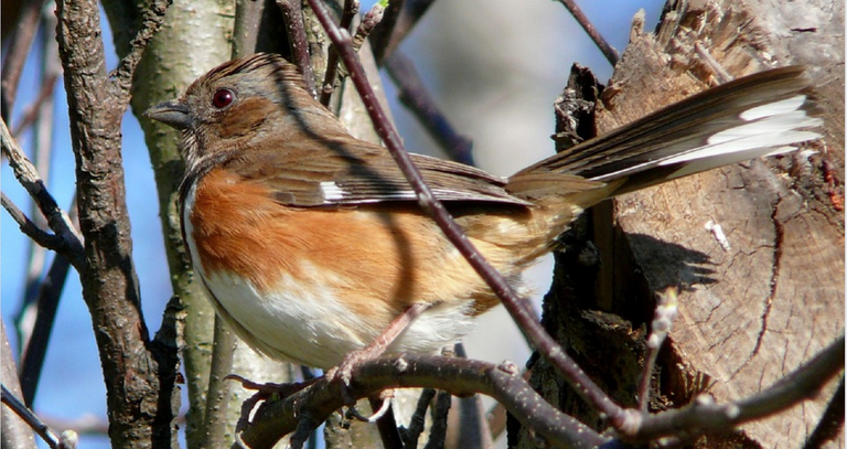 Abert's Towhee5.png