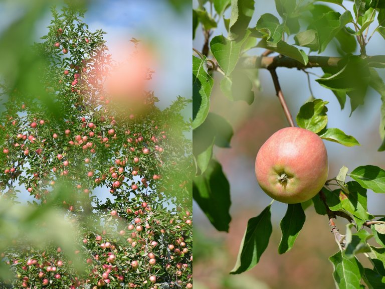 Krusenberg apples bearneitet.jpg