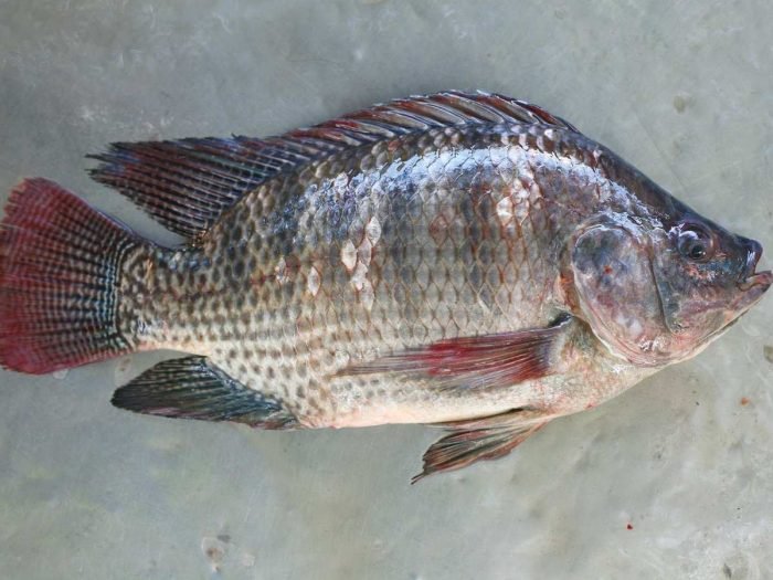 Tilapia.jpg