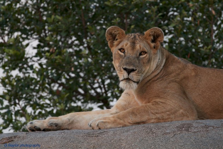 Lioness Africa - orange copy.jpg