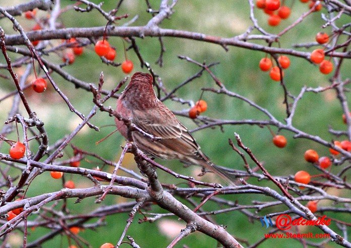 House Finch PFW01-34.JPG