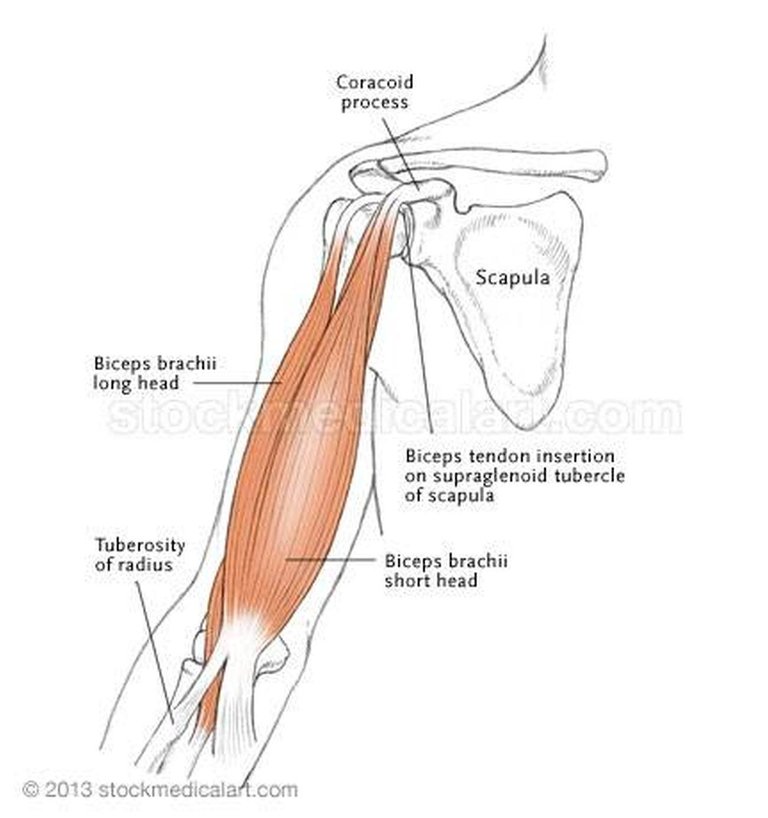 Pictures-of-Biceps-Brachii-743.jpg