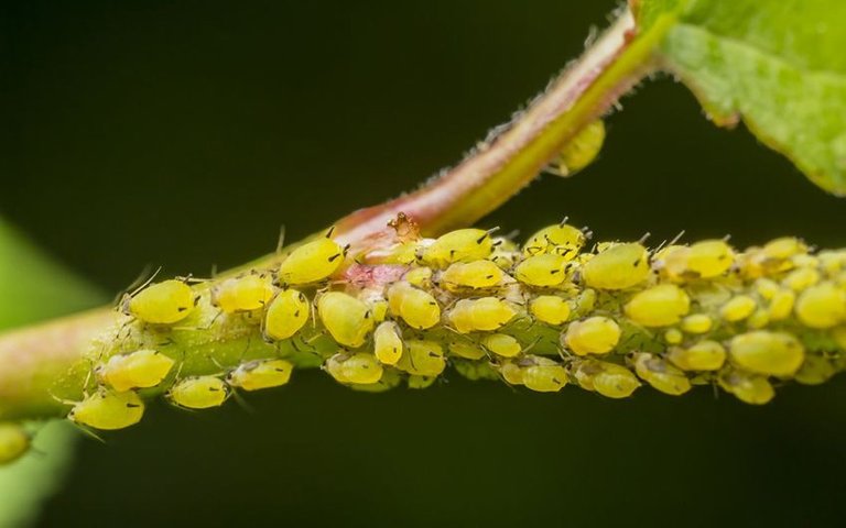 Aphids-Fairfax-2.jpg