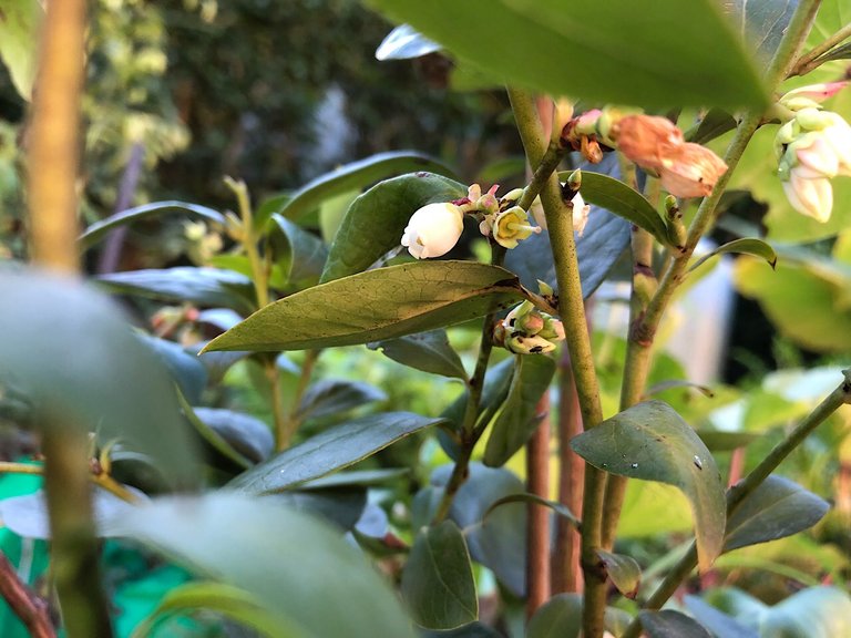 Blueberry flower