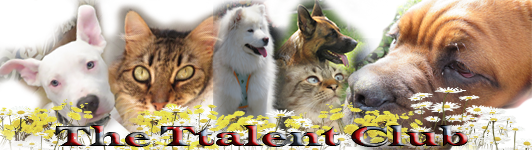 banner perros.png