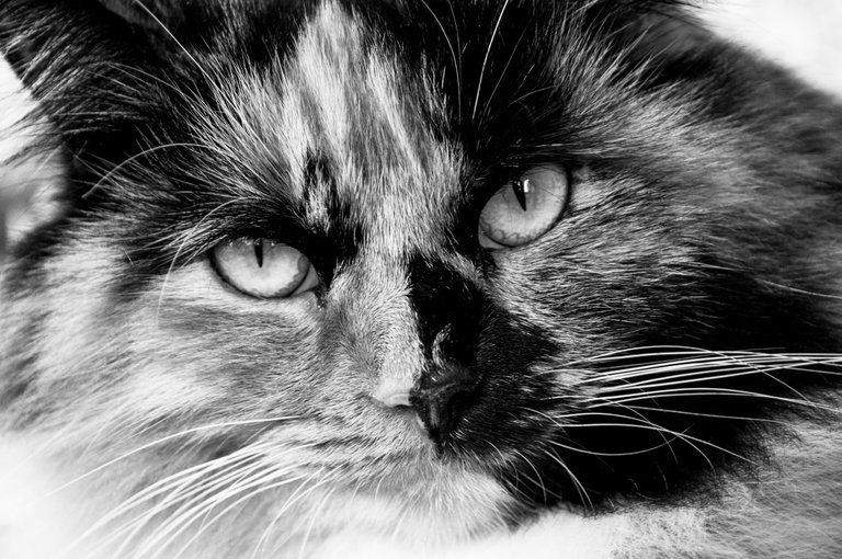 kat.jpg
