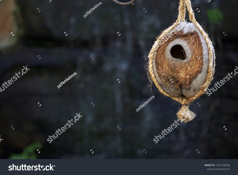 stock-photo-amazing-coconut-creations-and-rope-for-parrot-nests-gembira-loka-zoo-yogyakarta-indonesia-1502158766.jpg