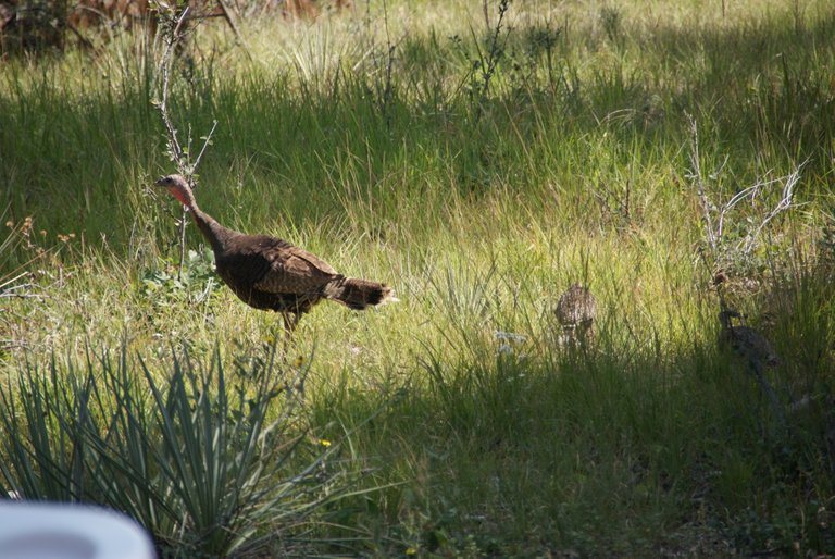 Turkeys7-2018-08-13.JPG