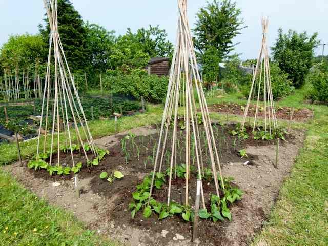 French-bean-wigwam-support-on-an-allotment.jpg