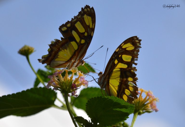 u of a butterfly.jpg