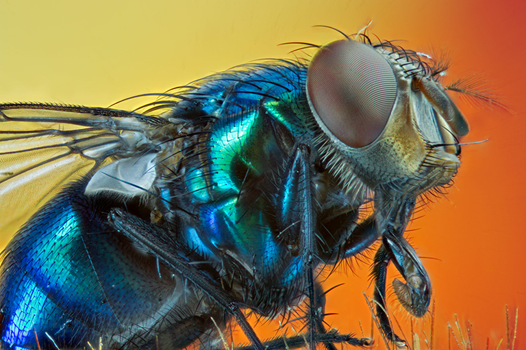 blue-blow-fly.png