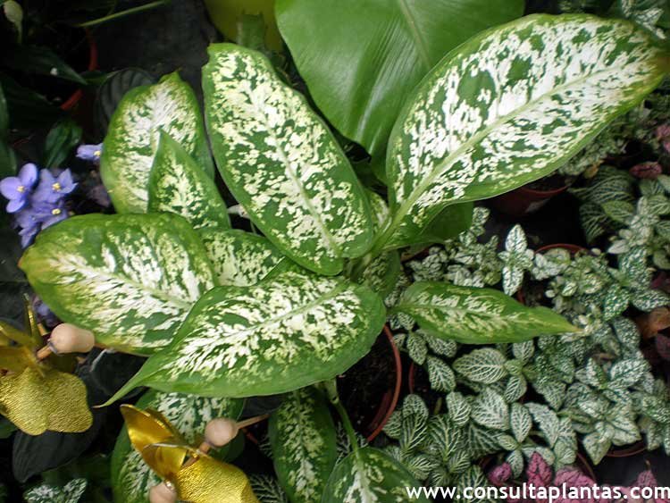 phoca_thumb_l_dieffenbachia_3.jpg