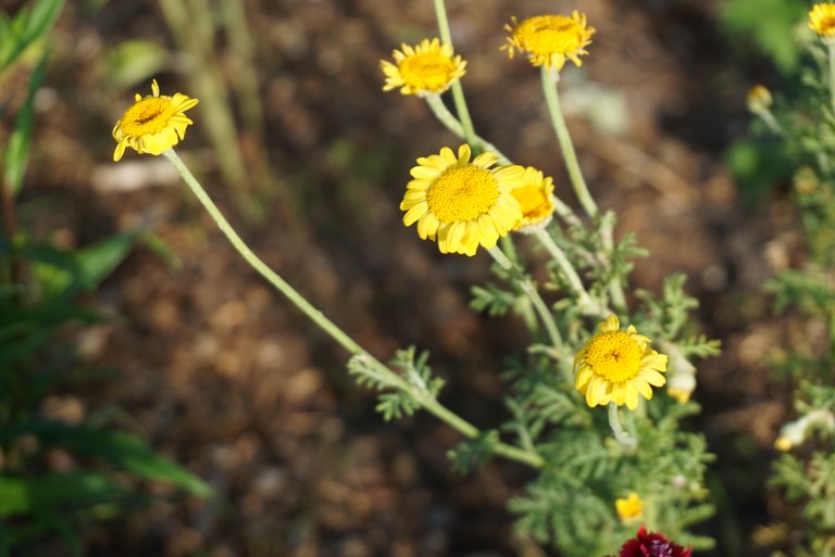 Chrysanthemums | Chrysanthemen | Chrysanthemum