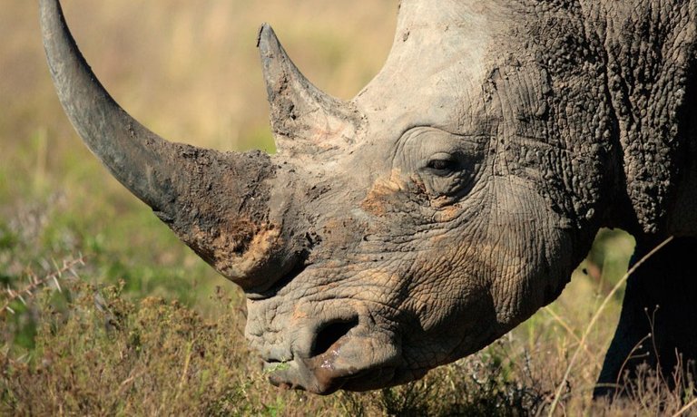 piel-del-rinoceronte.jpg