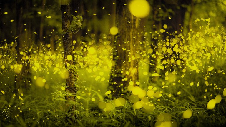 fireflies 1920x1080.jpg