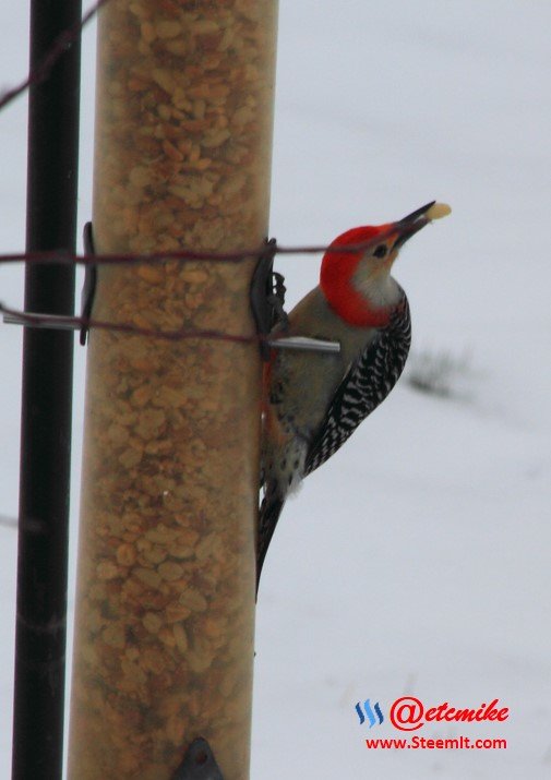 PFW0074.JPG Red-bellied Woodpecker