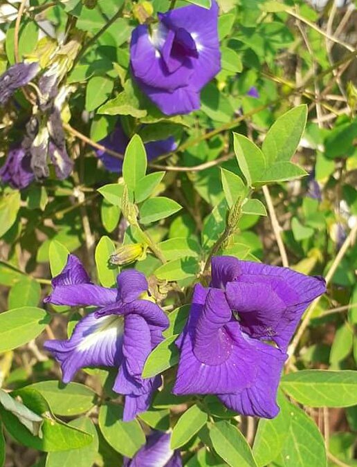 1580400593869_adobe.jpg