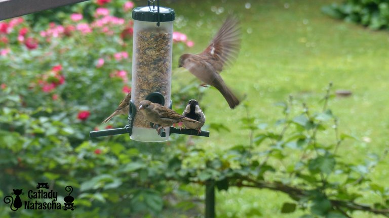 Sparrows at the feeder 003.jpg
