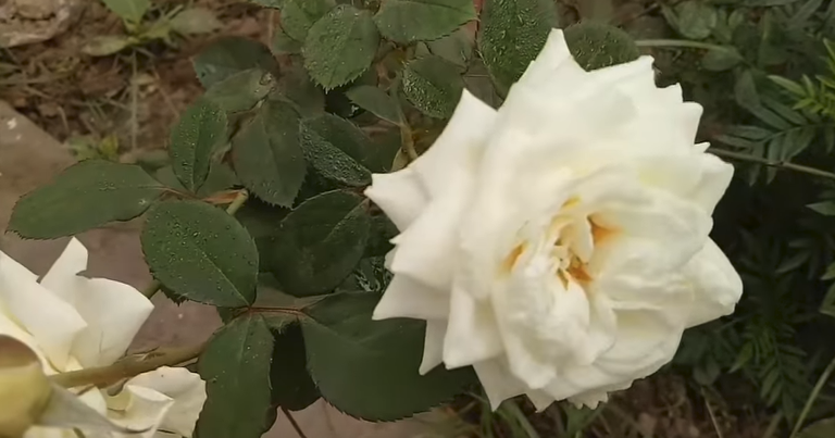 White flowers in Pakistan.png