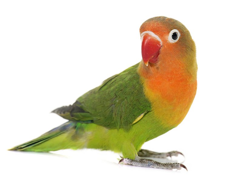 fischer's-lovebird.jpg