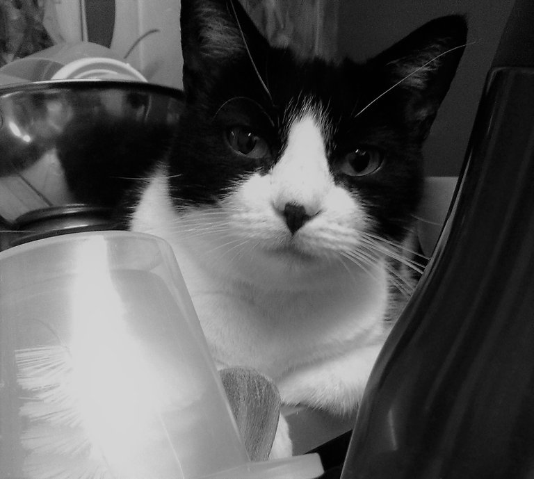 Cat Photography, B&W Mandy Kitchen Reflection Reaction, May 5 2017.jpg