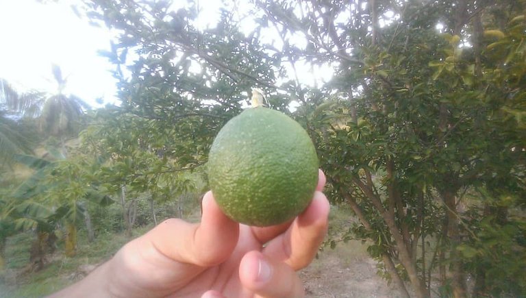 limon5.jpg