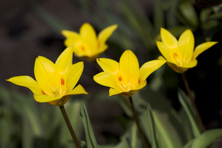 yellow-spring_4447931968_o.jpg