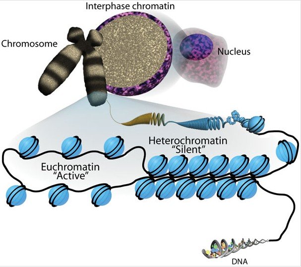 Sha-Boyer-Fig1-CCBy3.0.jpg