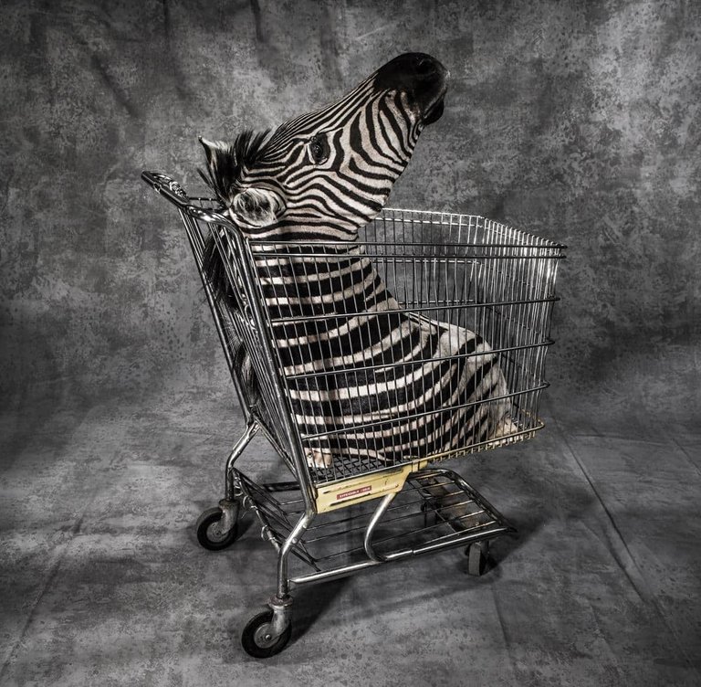 Zebra-Shopping-2.adapt.1190.1.jpg