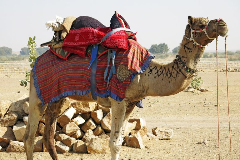 camel-safair-jaisalmer-india_2-960x640.jpg