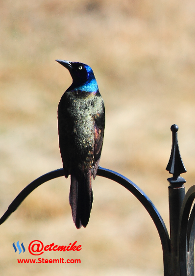 Common Grackle PFW12.png