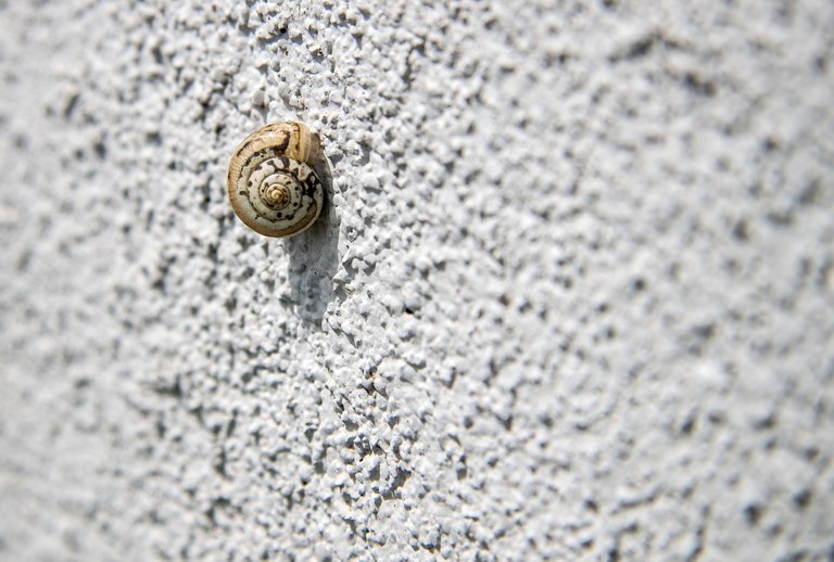 snail-1792651_1280.jpg