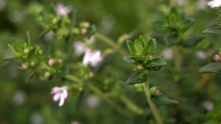 Macro photograph of thyme leaves and flowers