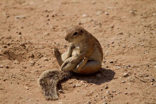 Kgalagadi-Transfrontier-Park.jpg