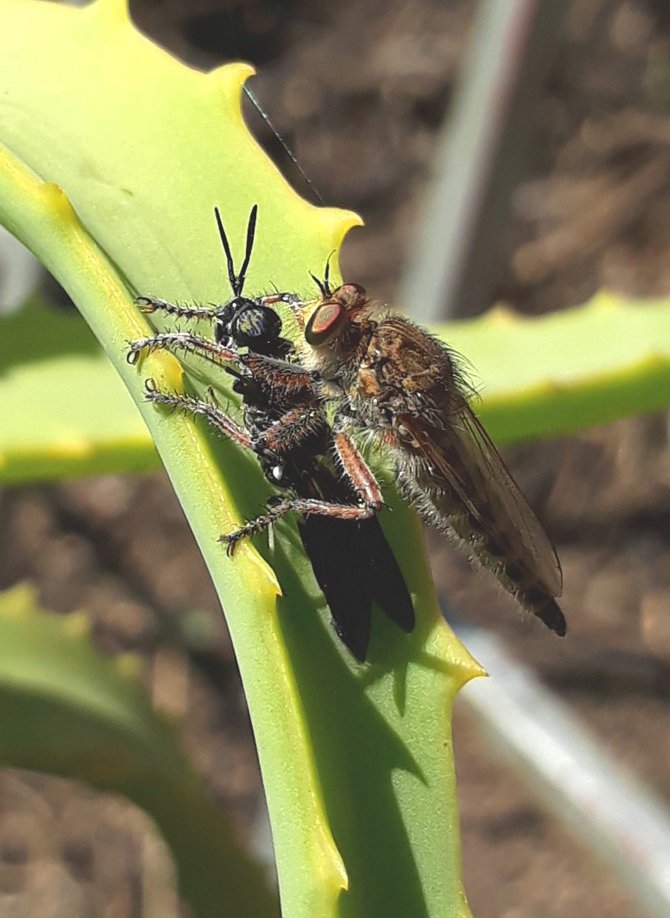 robber fly.jpg