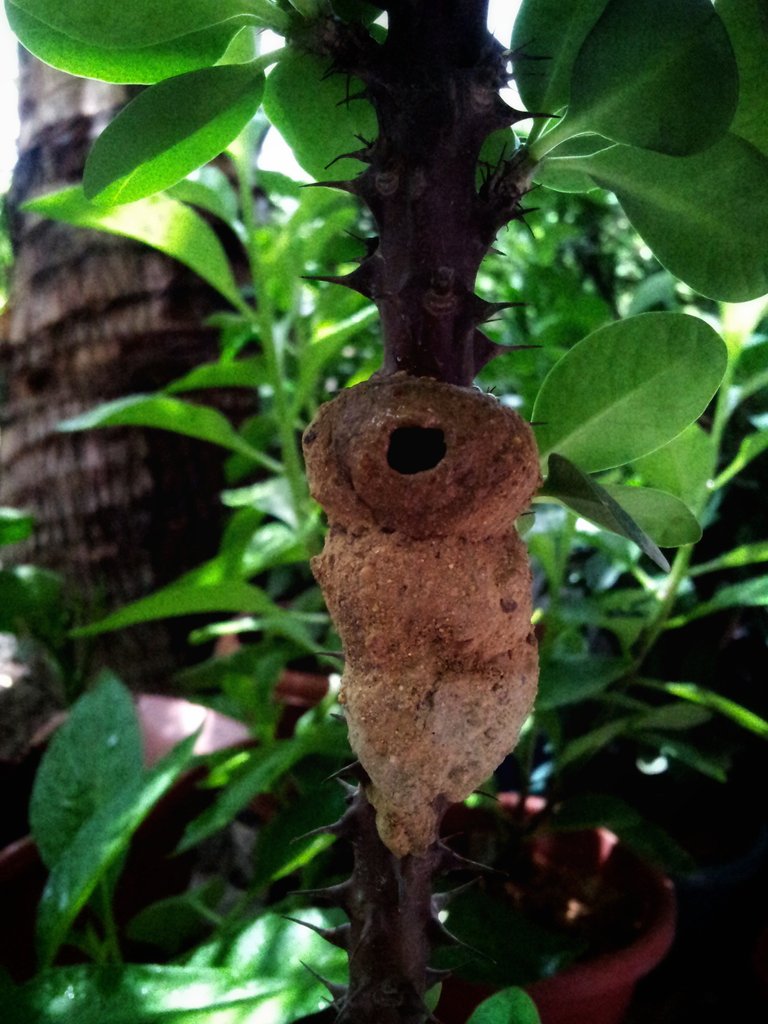 STEEMIT A1 (193)-01.jpeg