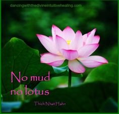 No mud, no lotus..jpg