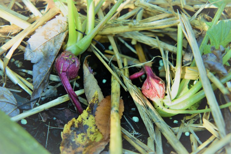 Radishes in the Garden.JPG