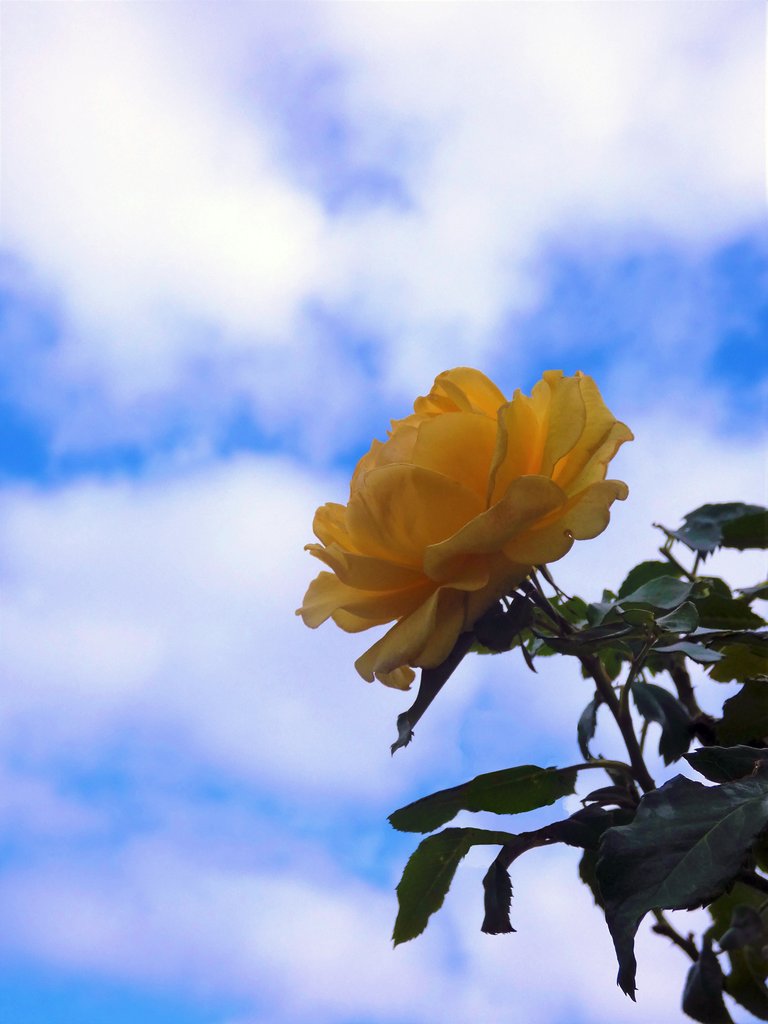 roseyellow_edited-1.jpg