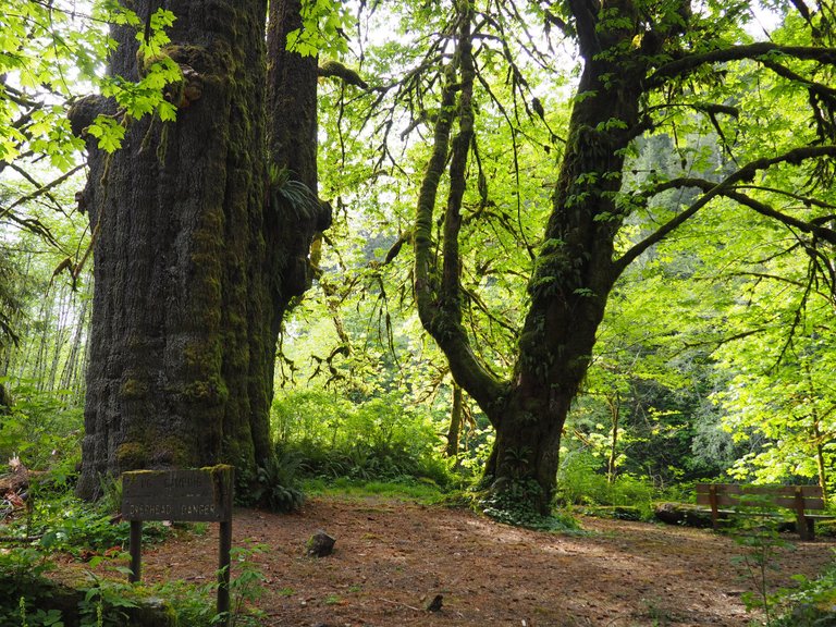 jessicaoutside.com-20160428-171957-old-growth-trees-vancouver-island.jpg