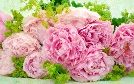 pink_peonies-t1.jpg