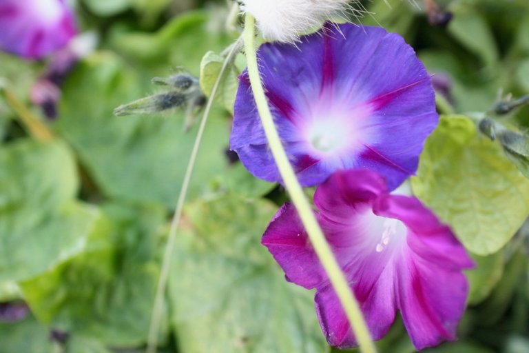 Ipomoea purpurea-1.jpg