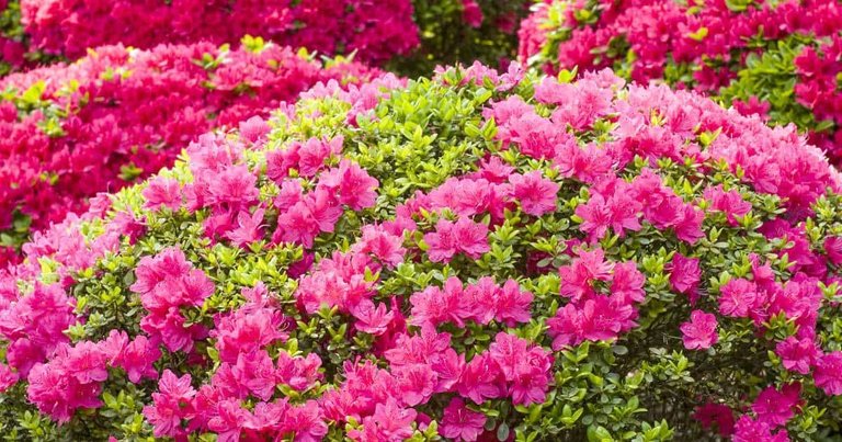 azalea-flowering-10312015.jpg