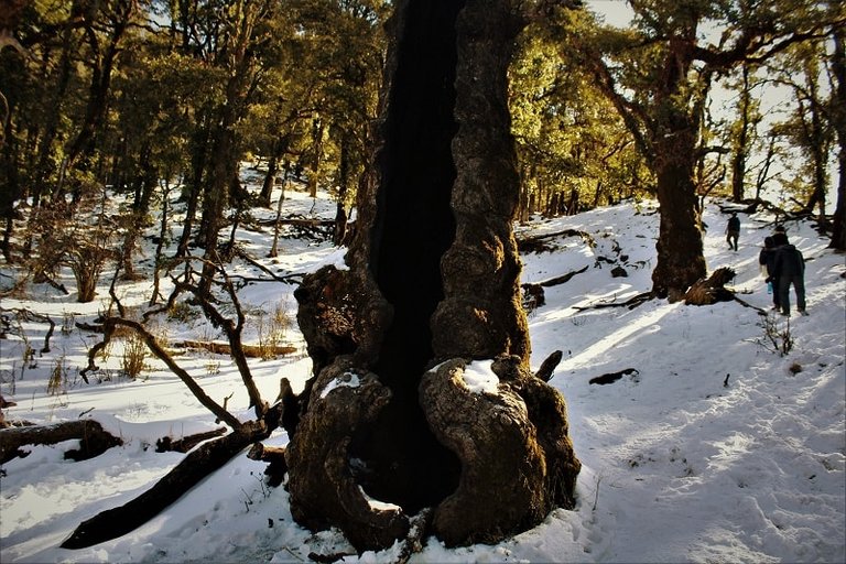 Hollow-tree-at-Nag-Tibba-Trek15.jpg