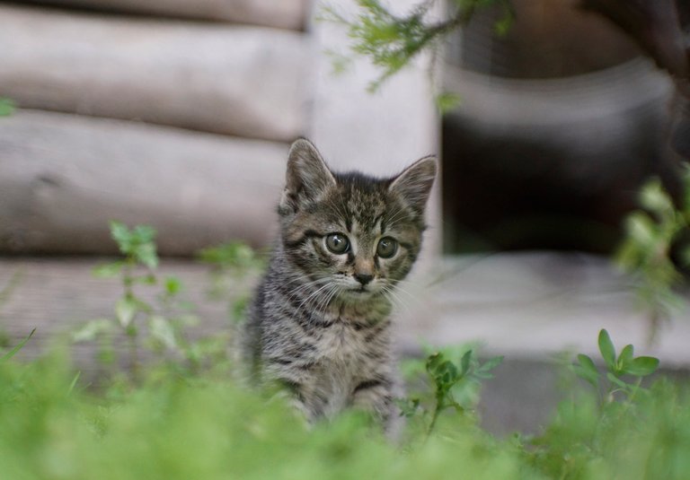 tabby kitten baby 2.jpg