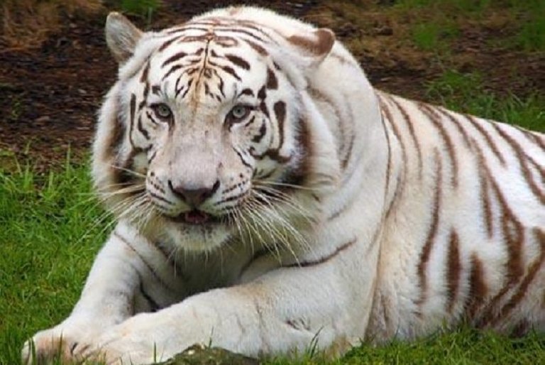 harimau-putih-_120629140201-968.jpg