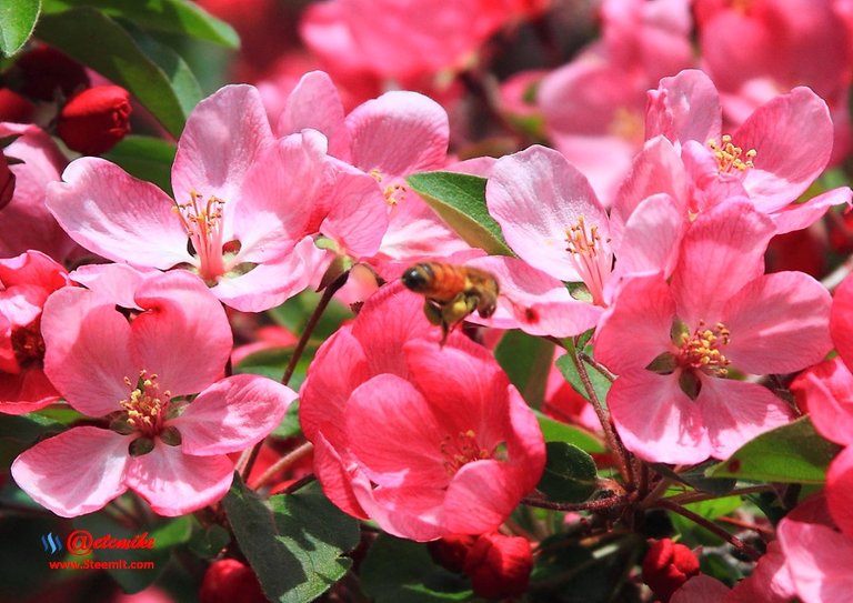 indian-magic-flowering-crabapple blooms spring honeybee pollination pollinating IMB-0067.JPG