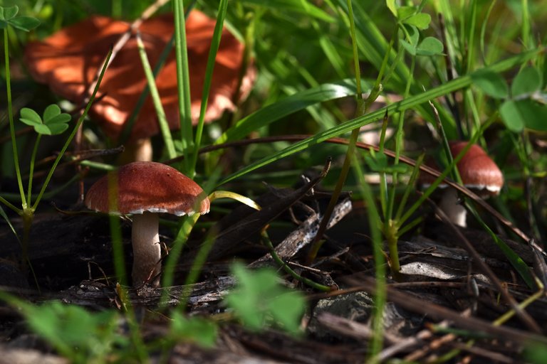 orange mushroom grass 6.jpg