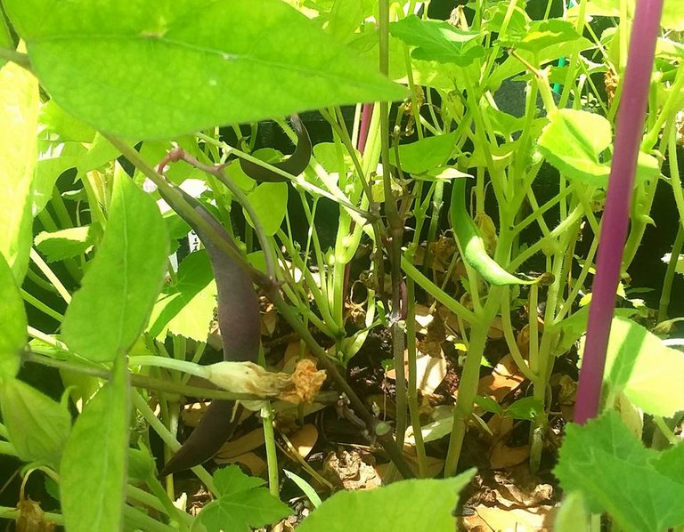 green and purple beans.jpg