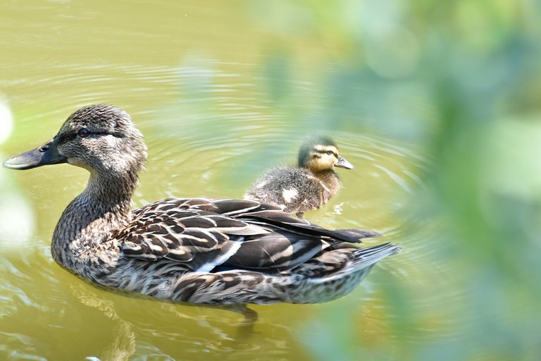 duck ducklings 1.jpg